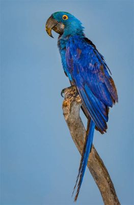  The Great Macaw Migration：古代のブラジルにおける巨大な鳥の移動と、その後の文明の変遷